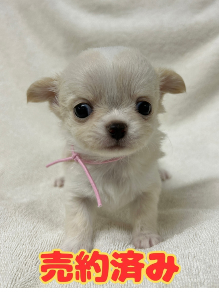 □KingLunaさま専用愛犬チワワちゃん2体ミニチュアオーダー確認用