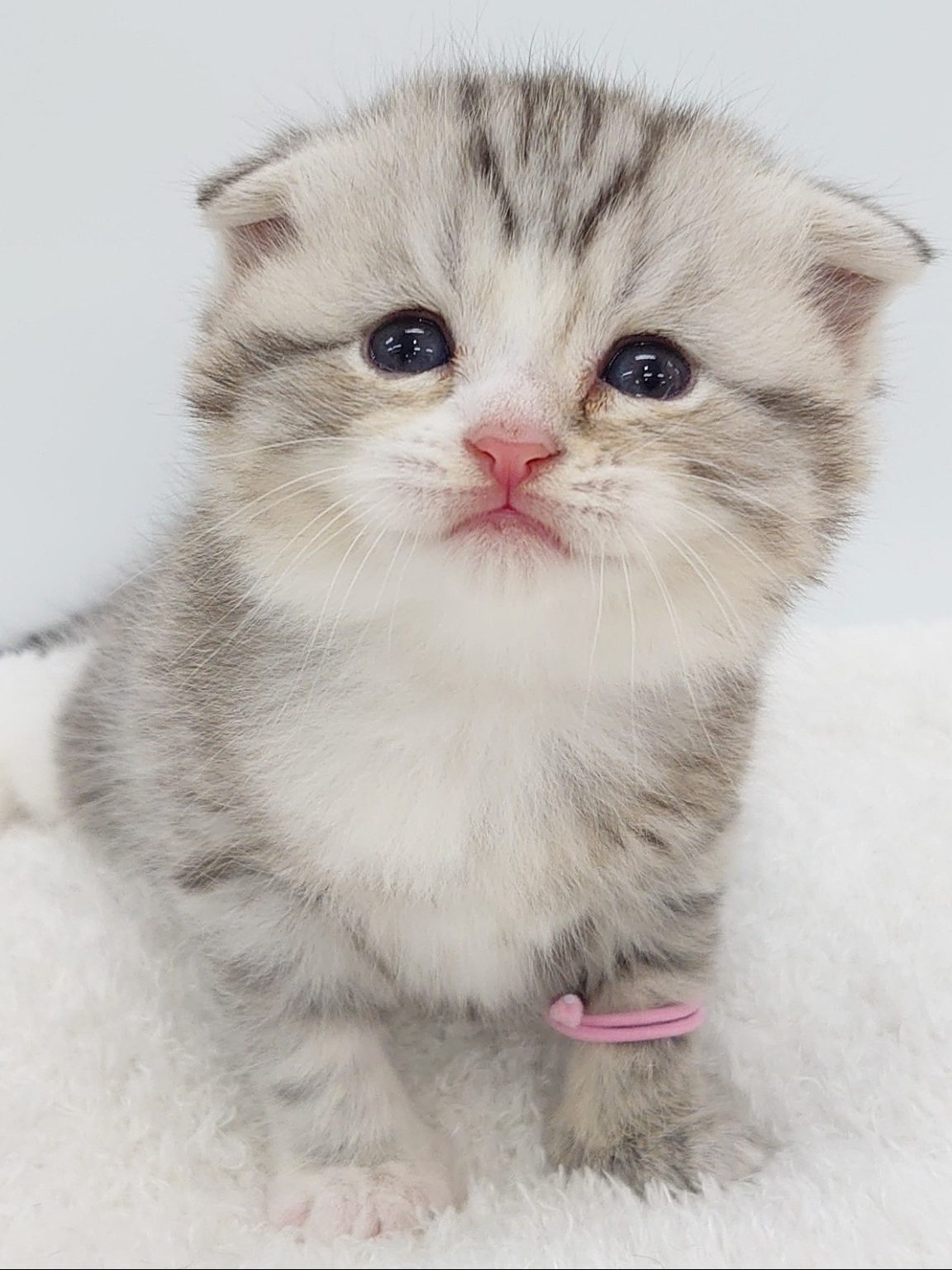 子猫ちゃん達、すくすく成長中 ♪