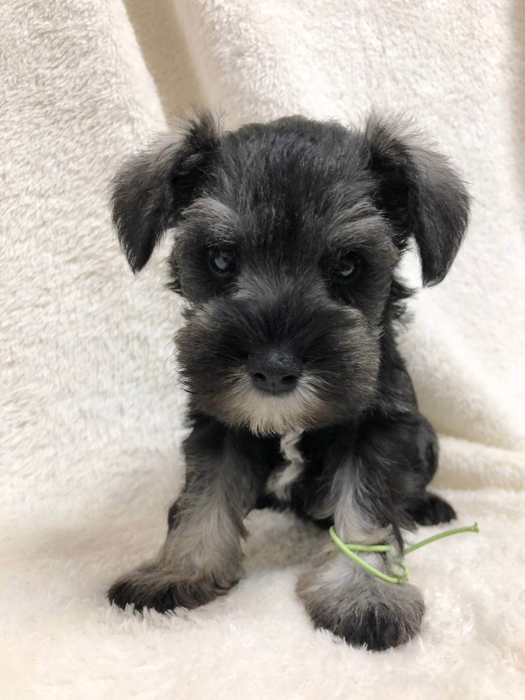 ミニチュアシュナウザー ミニチュアシュナウザー