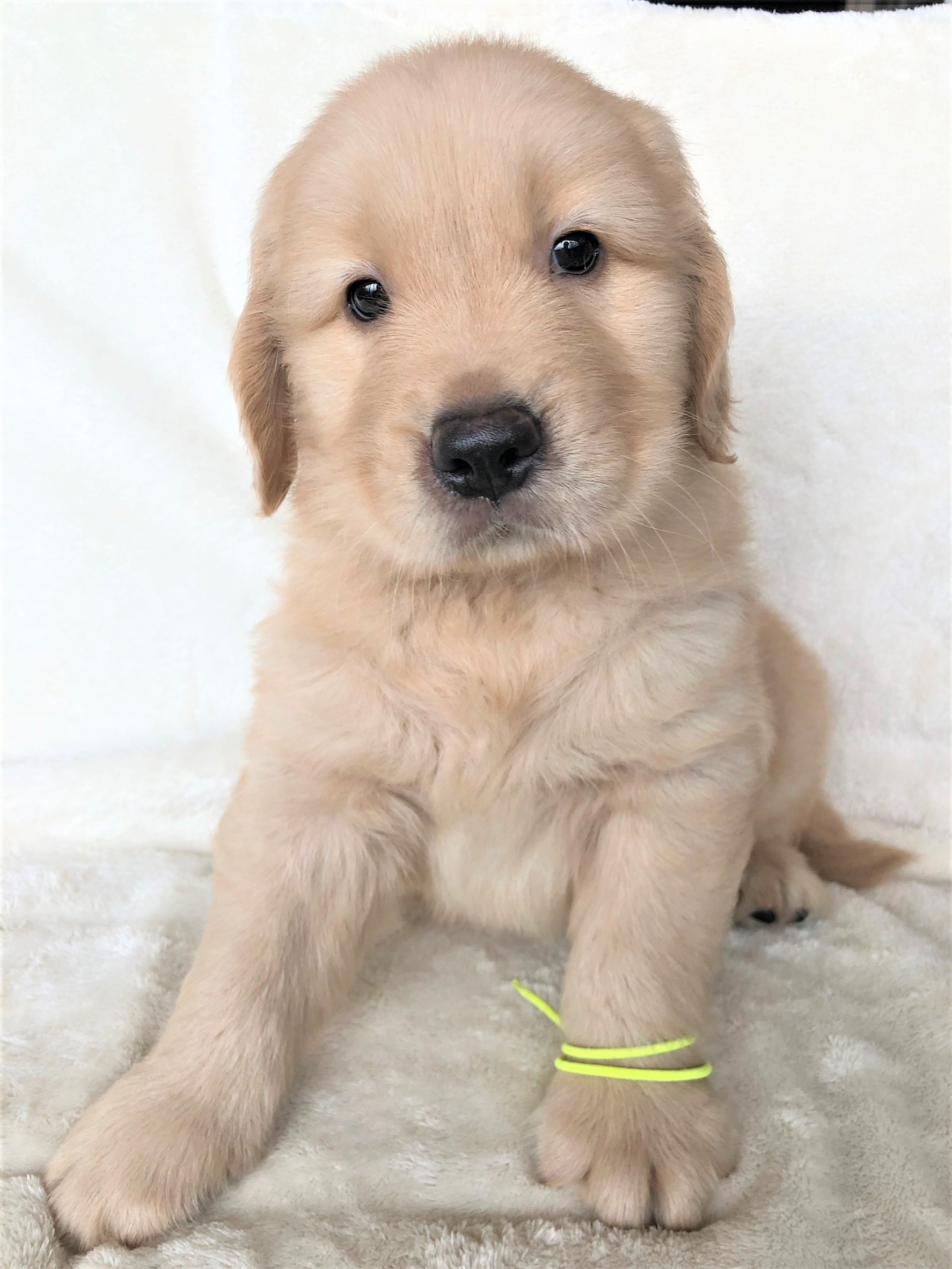 子犬