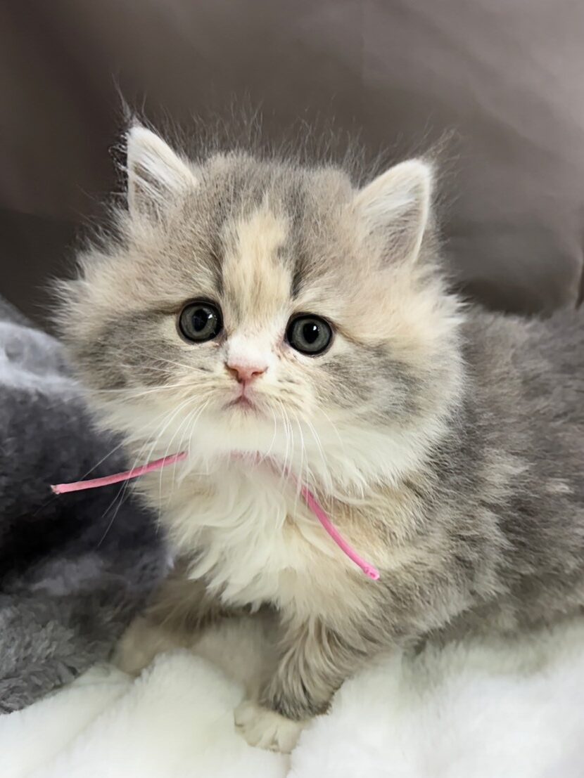 (売約済み)ラガマフィン