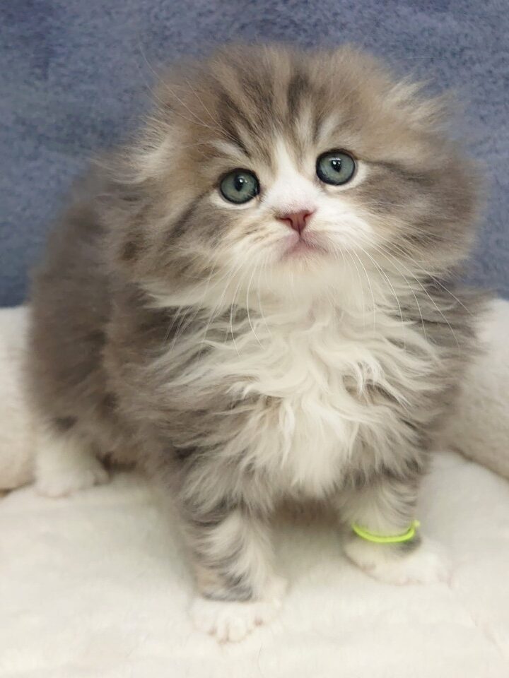 (売約済)スコティッシュ・フォールド