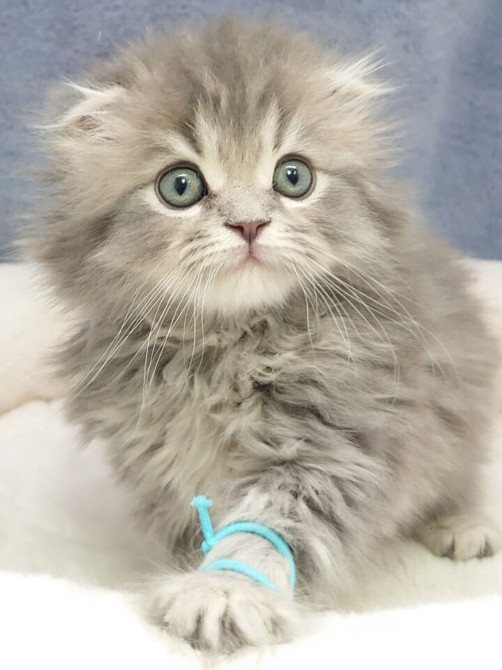 (売約済)スコティッシュ・フォールド
