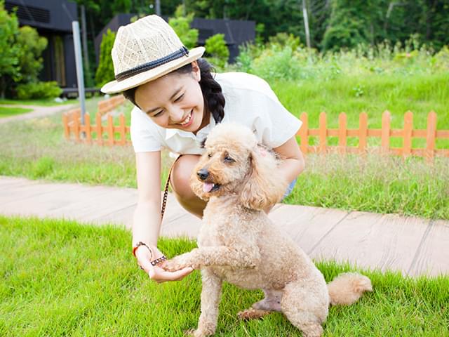 お手をする犬