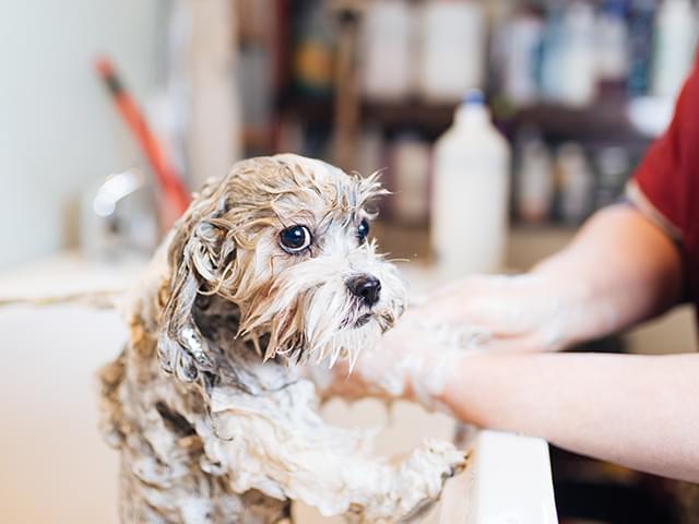 シャンプー中の犬