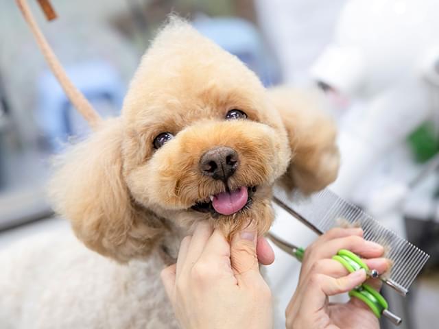 カット中の犬