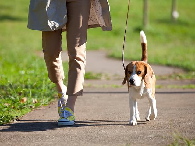 犬の散歩