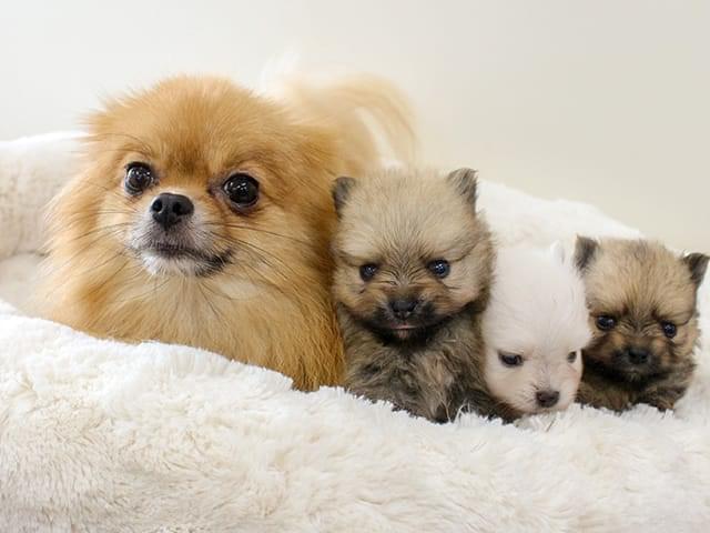 犬