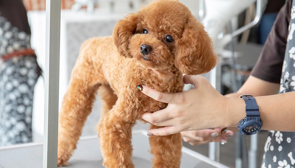 トリミング中の犬