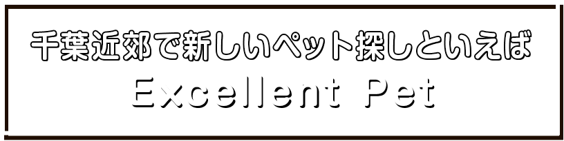 新しい家族との出会い